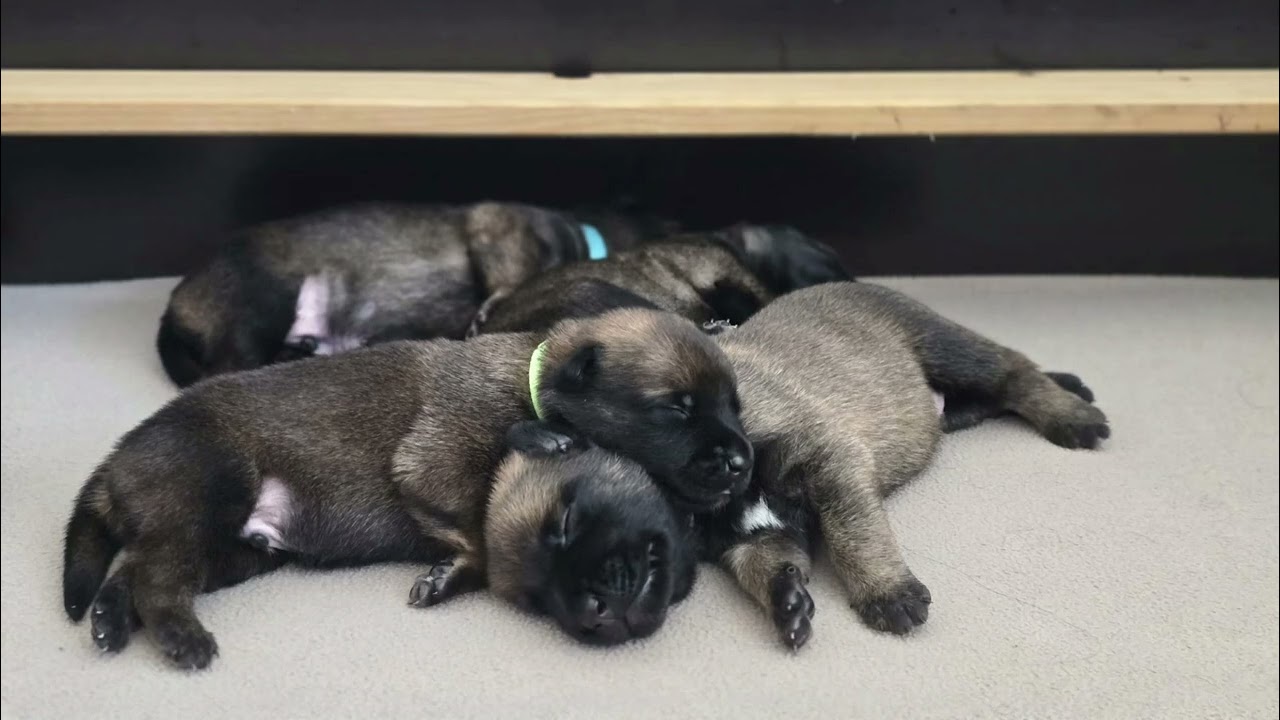 C-Wurf Malinois vom Seelenfeuer 2. Lebenswoche 