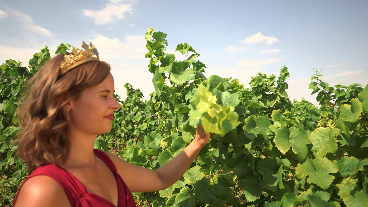 Rheinhessen Rebsorten Check: Der Grauburgunder