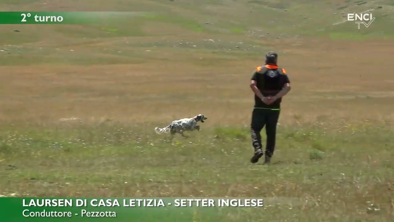 CAMPO FELICE 2025 - ECCELLENZA SETTER