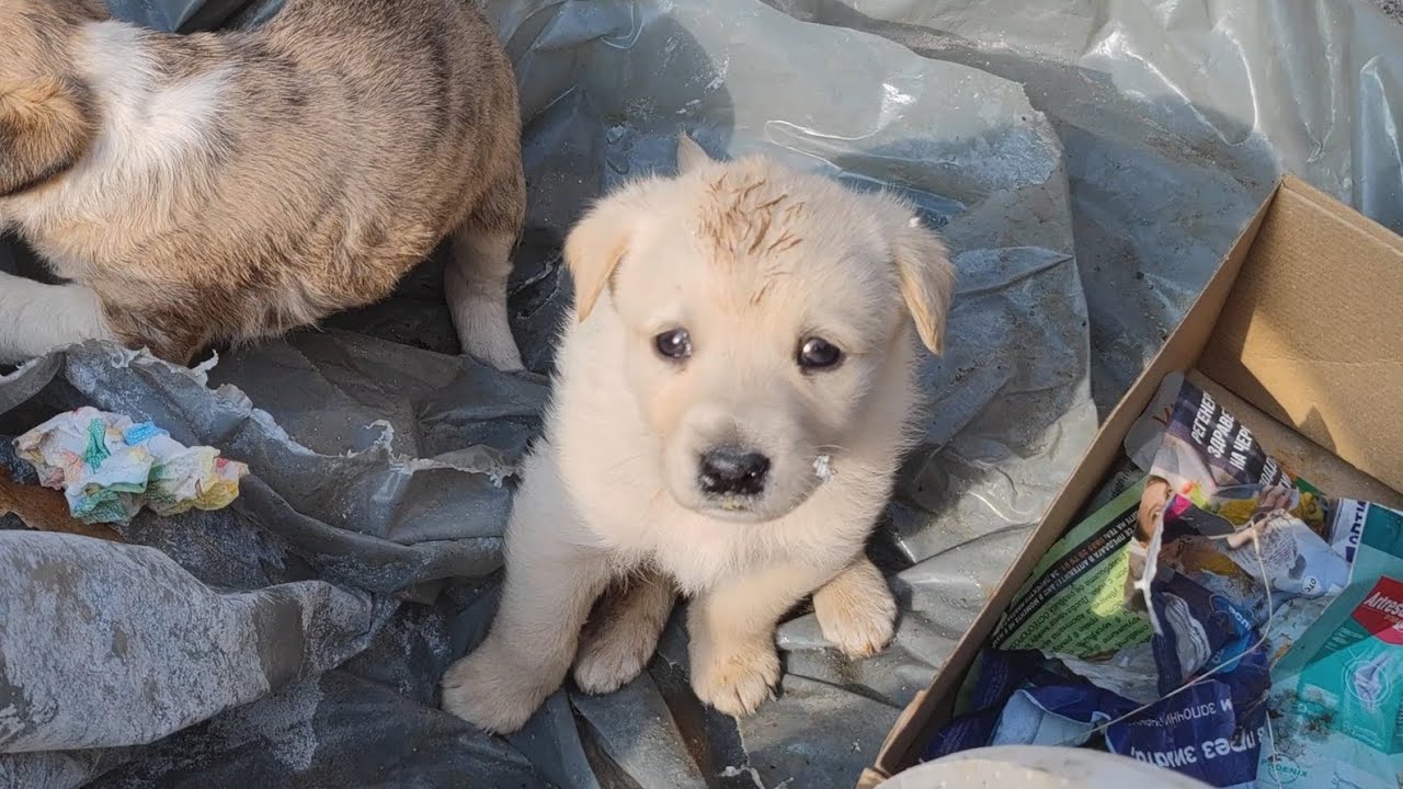 Two Innocent Puppies Can't Understand Why They Have Been Abandoned