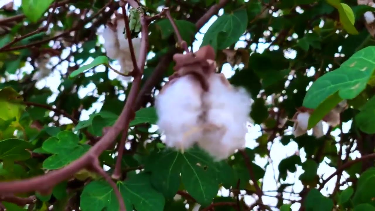 Have you seen a COTTON TREE before? By Dr Purna Sreeramaneni #drpurnasreeramaneni