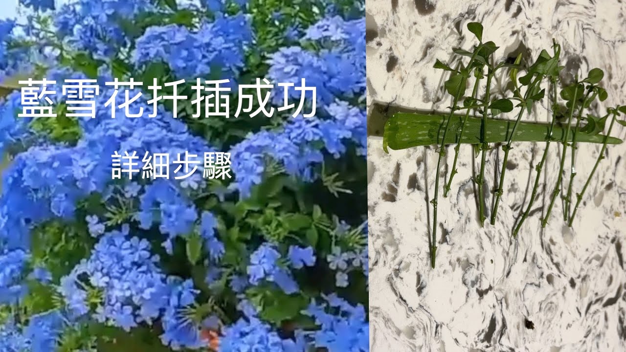 怎樣扦插藍雪花｜How to propagate plumbaginoides