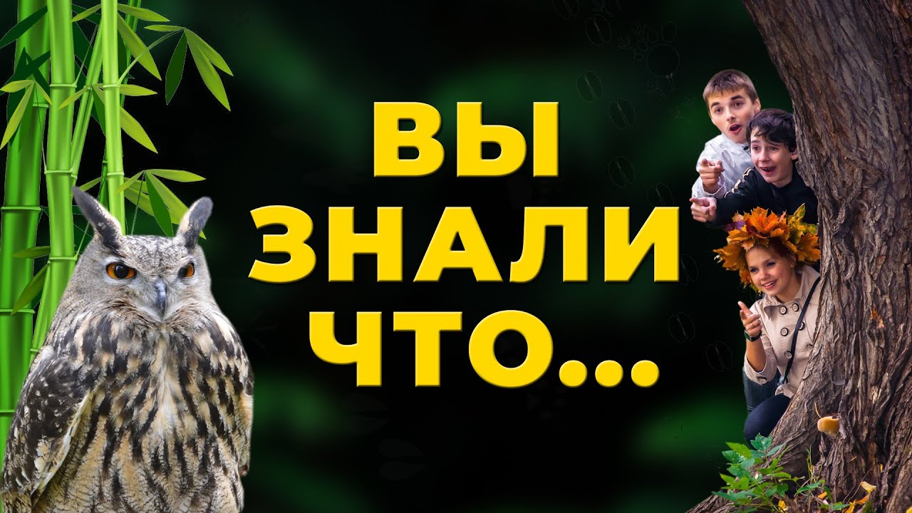 В МИРЕ ЖИВОТНЫХ! ФИЛИН! Самая крупная сова в мире. Факты о филине! Зоопарк. Animals. ZOO. EAGLE OWL.