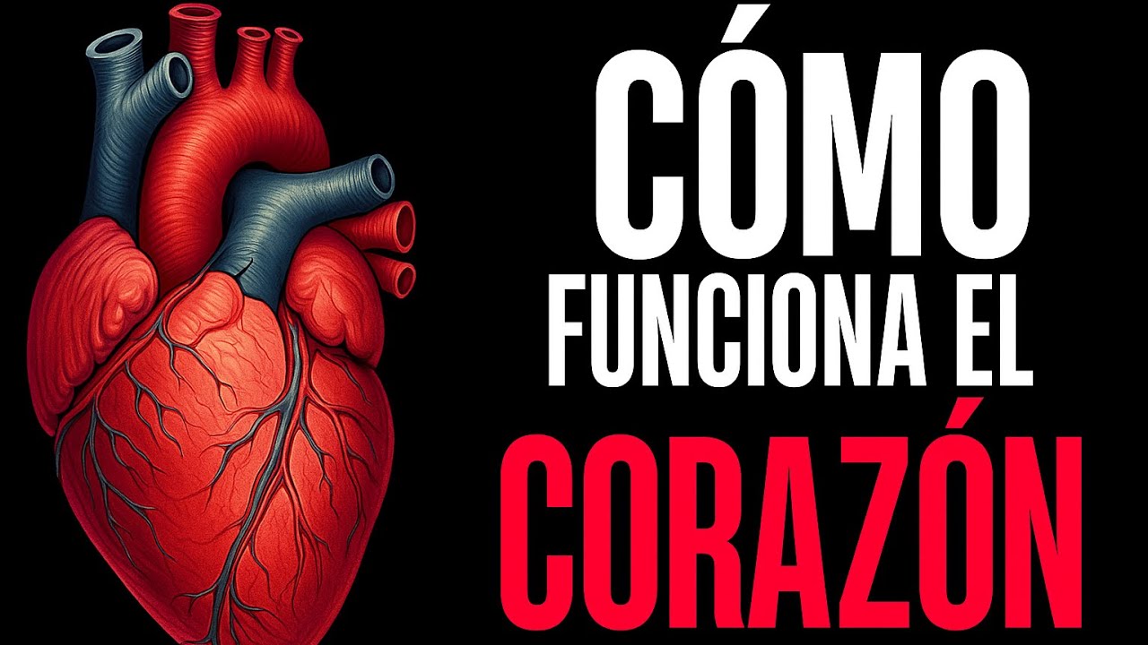 El corazón para estudiantes: Capas, válvulas, circulación y mucho más!