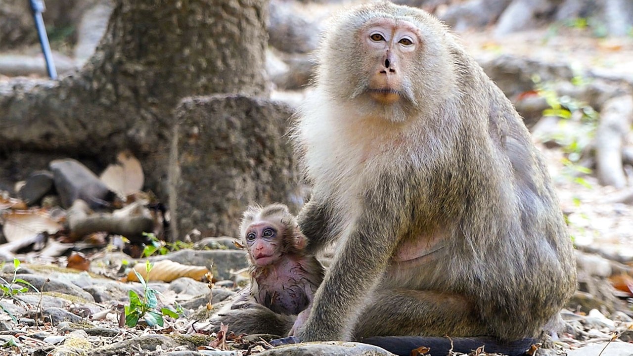 Calm forest scenes | Newborn baby Boris looks better by mom Briana cares & protection