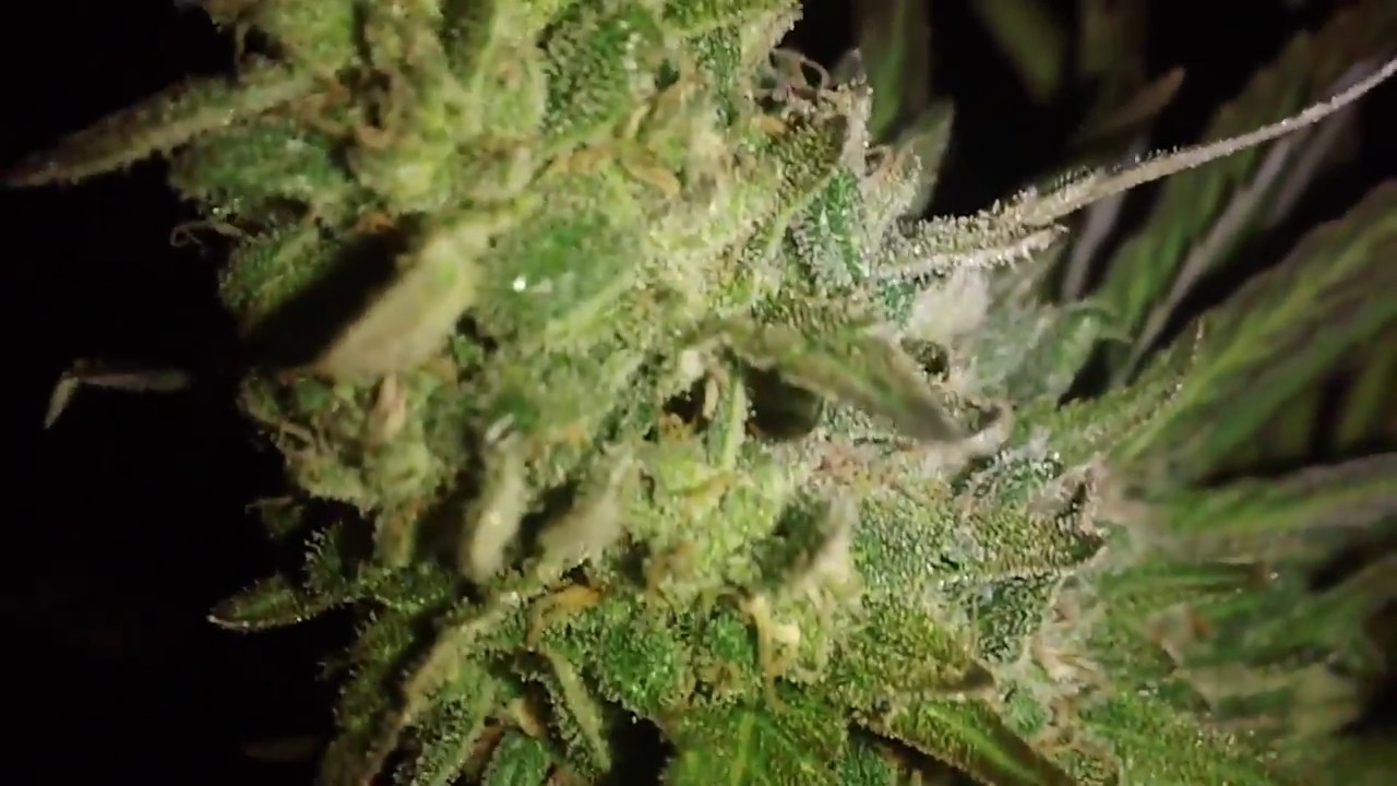 Afghan Kush Harvest