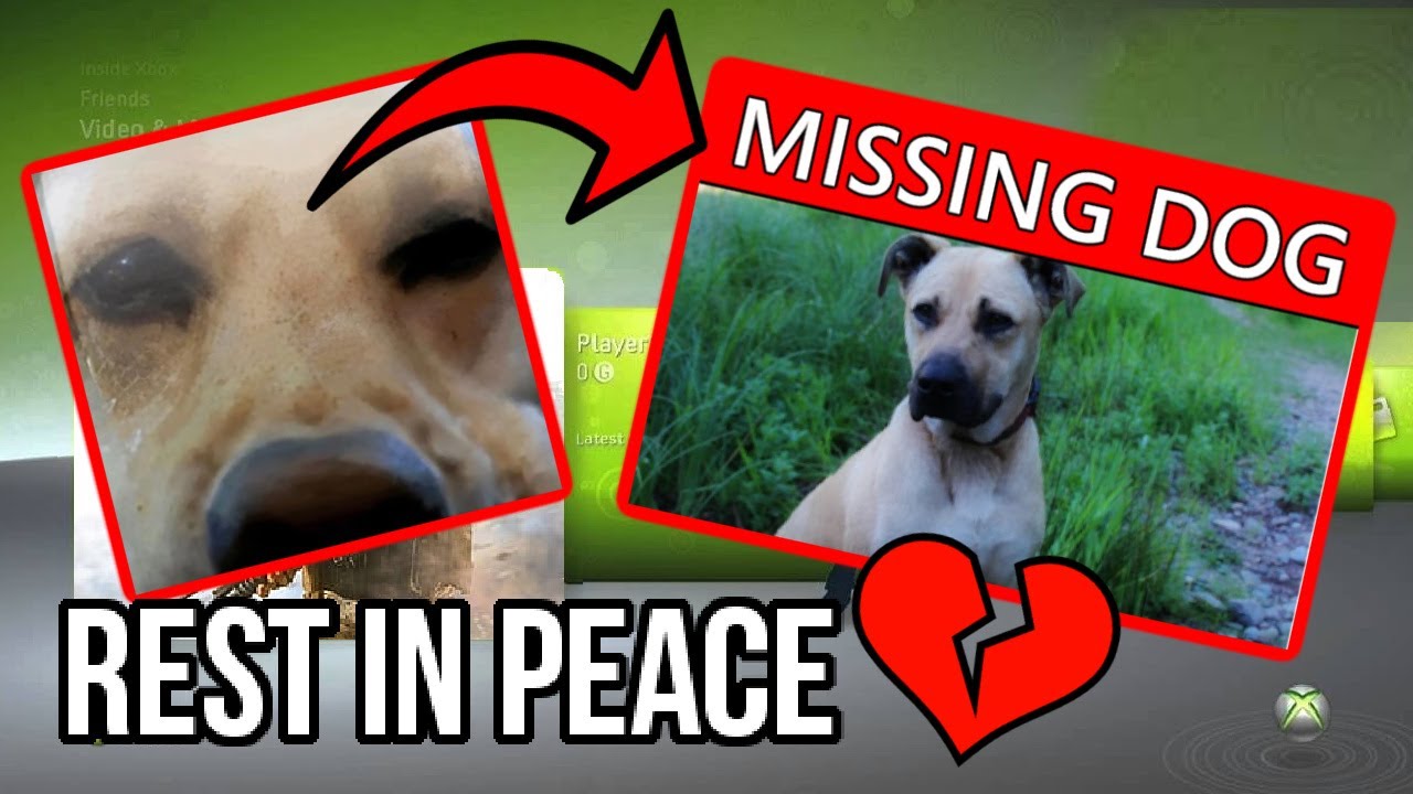 The Sad Truth About the Xbox 360 Dog Gamerpic (Xbox 360 Nostalgia) - RIP :(