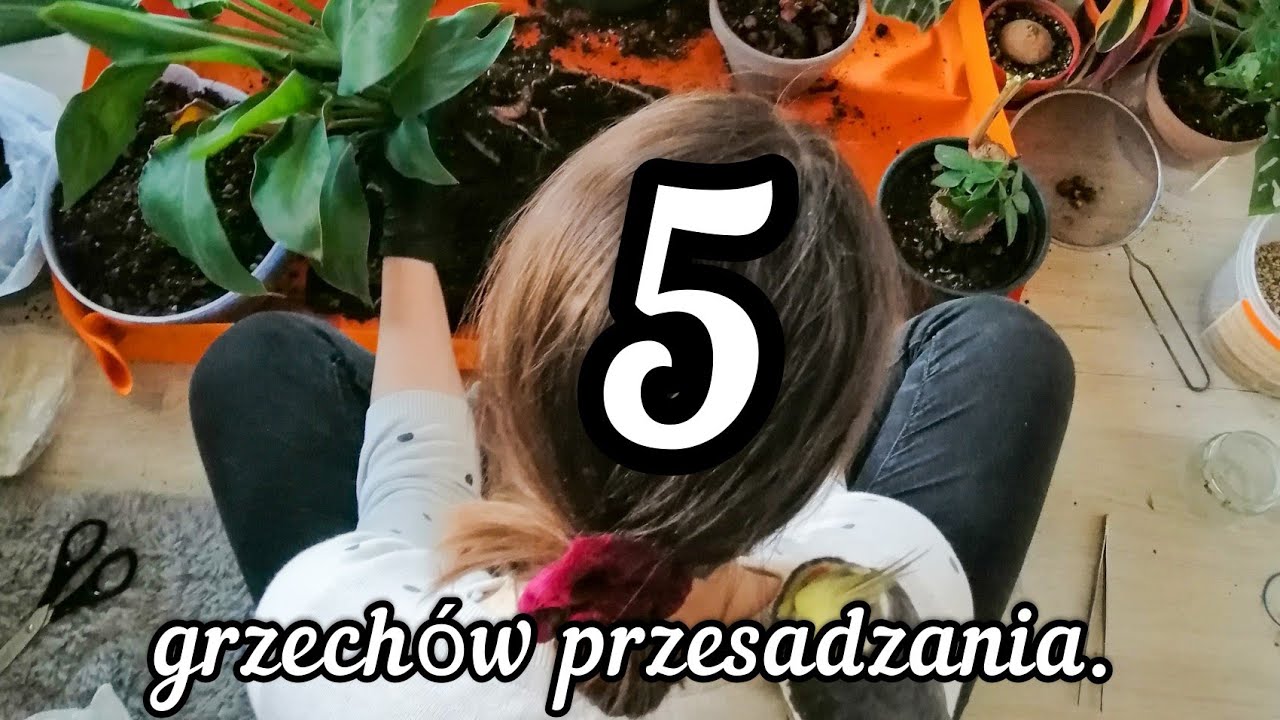 🌱 Jak przesadzać rośliny domowe? | Jakich błędów nie popełniać? 🌿