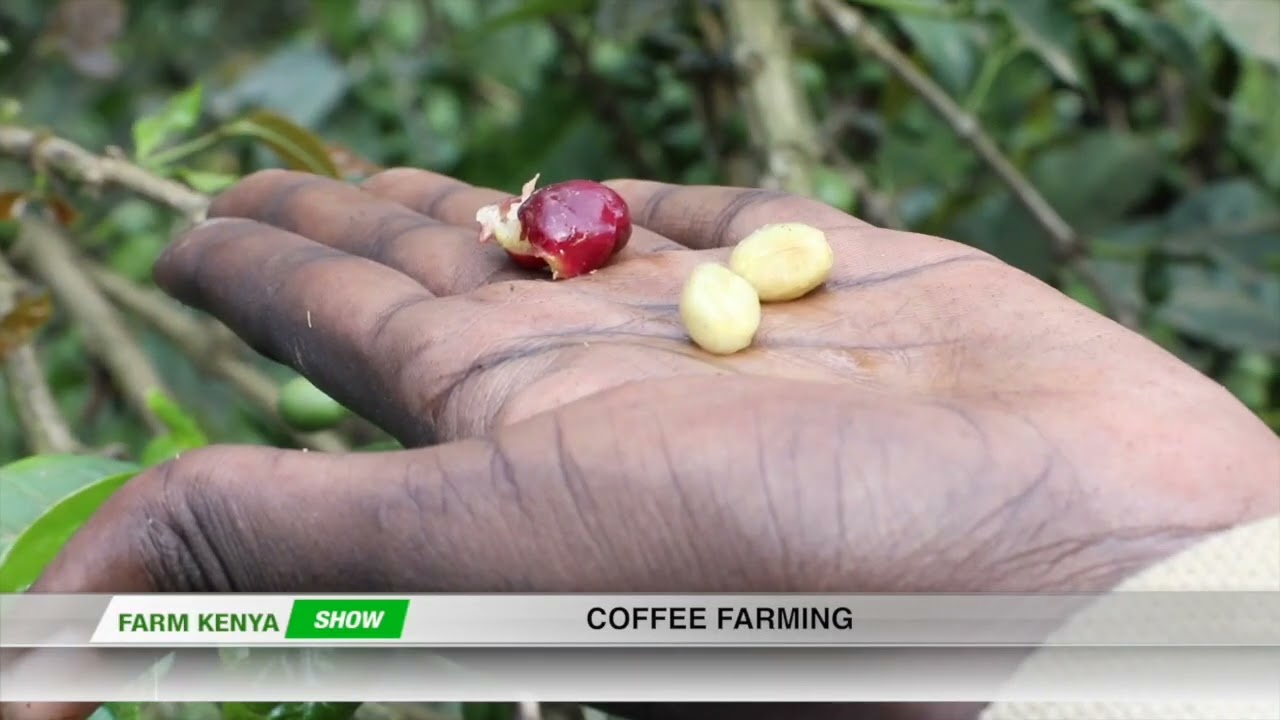 Coffee Farming In Kenya | Farm Kenya