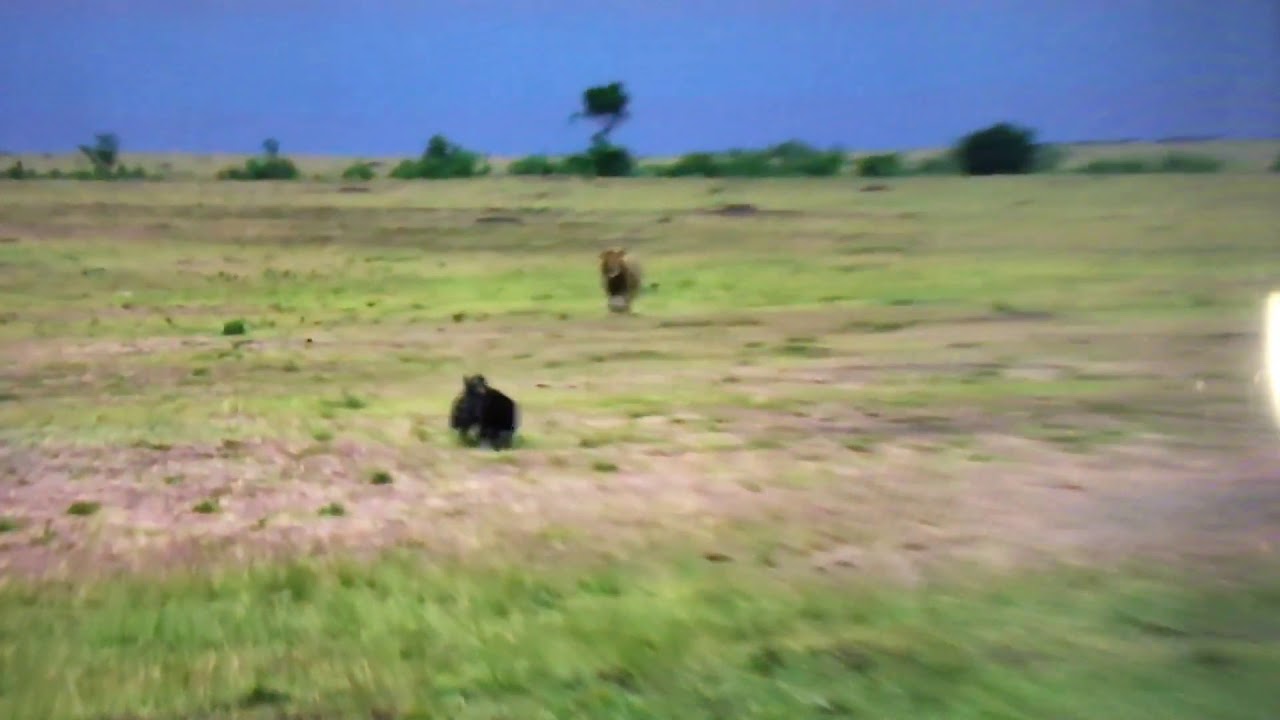 Lion attacks Hyena cub