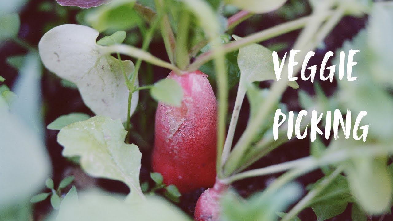 Vegetable Picking Experience | Fresh From the Farm 🥬
