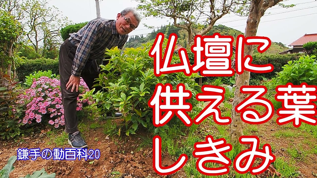 4月23日 仏壇に供える葉しきみ　鎌手の動百科(20)