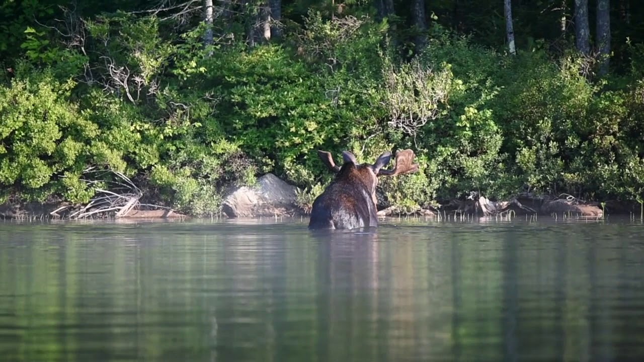 Bull moose swimming