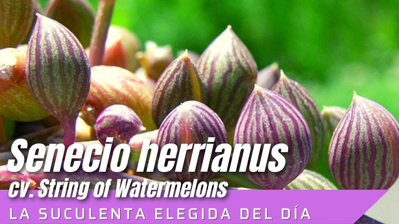 Collar de sandías// Senecio herrianus 'String of Watermelons' #LaSuculentaElegidadelDía