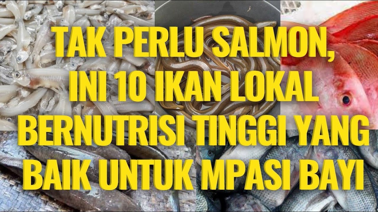 10 Ikan Pengganti Salmon Yang Bagus Untuk MPASI Murah dan Bergizi | MPASI Dari Ikan