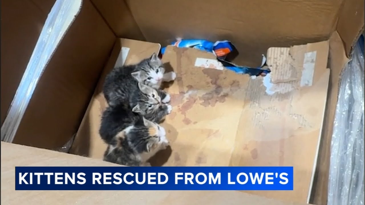 В магазине Lowe's на верхней полке были обнаружены два помета котят.