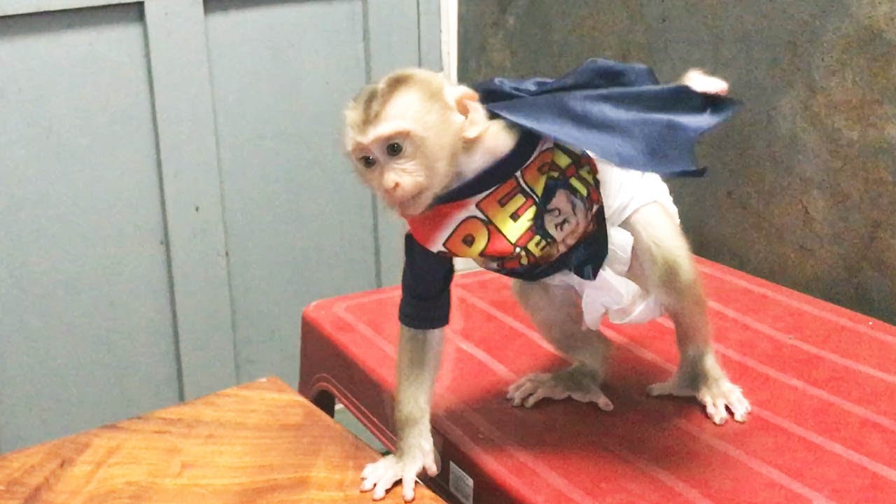 OMG! Incredible Gesture! Monkey Abbey Throws Shirt Wing Backward Like Hero