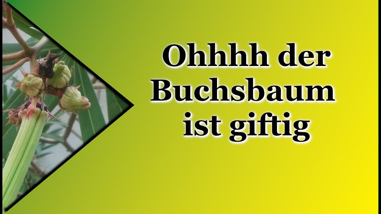 Ohhhh der Buchsbaum ist giftig