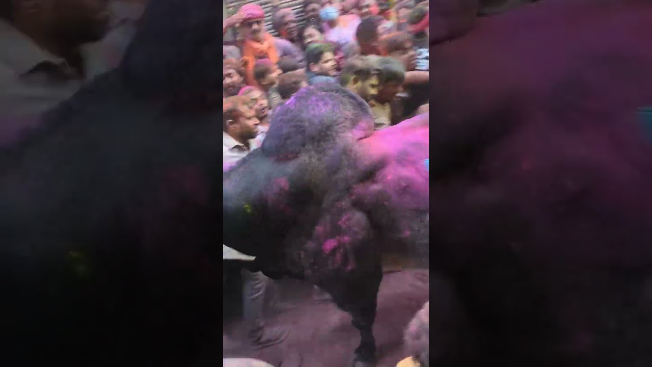 Wild Bull Crashes Indian Festival