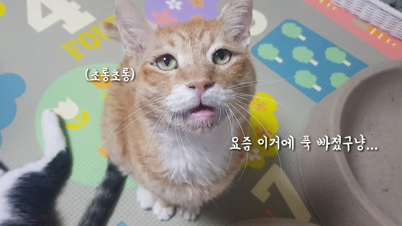 노묘 할배가 요즘 푹 빠진 것 (오늘 영상 분위기 총체적 난국임 정신없음)