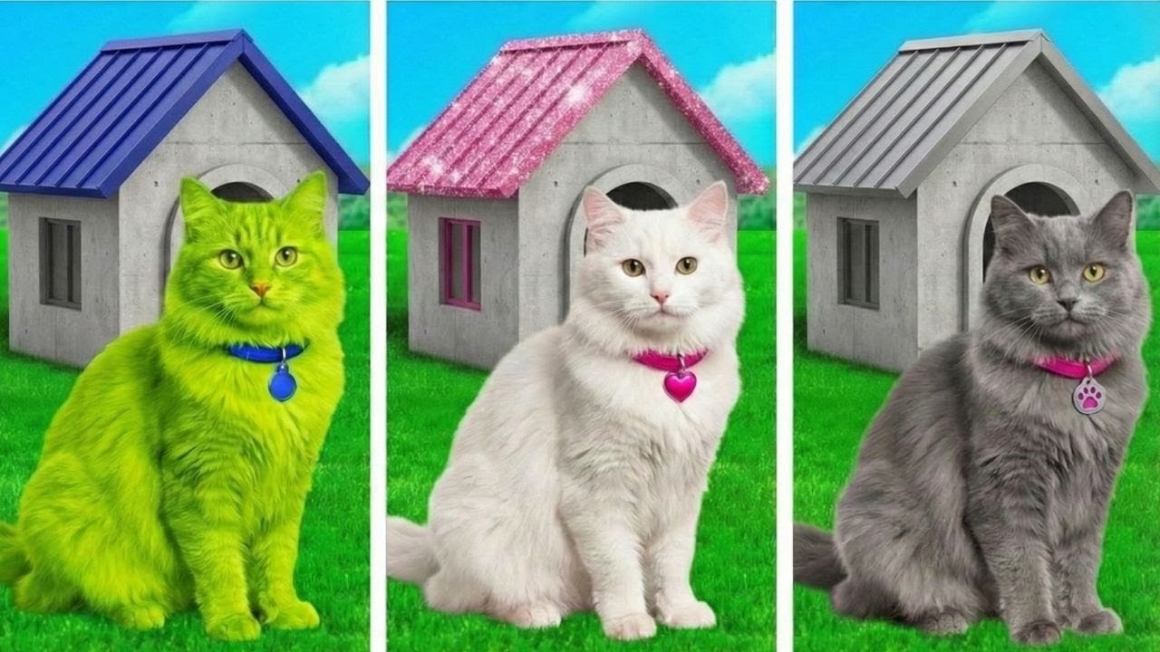 Мы строим домик для наших кошек своими руками! Удивительные советы и поделки.