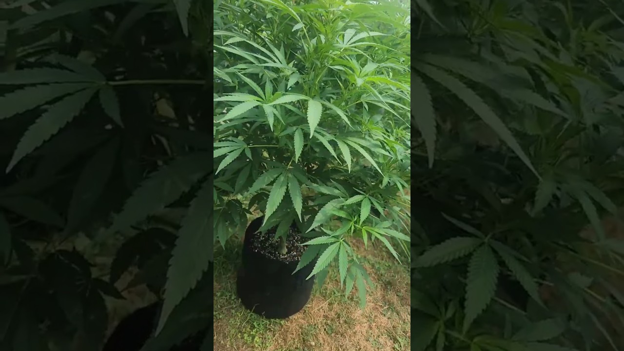 Keeping Ants off your Cannabis Plants #cannabiseducation #cannabis #420 #marijuana #thc