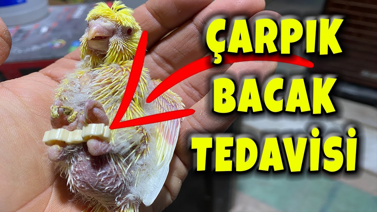 MUHABBET KUŞU ÇARPIK BACAK KELEPÇESİ l ÇARPIK BACAK TEDAVİSİ