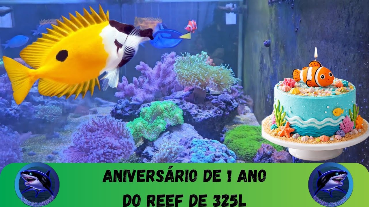 Aniversário de 1 ano do meu aquário marinho de 325 litros!!! #reeftank  #aquário #aquariomarinho