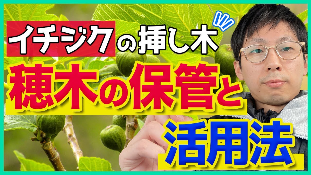【いちじく】ネットで購入したイチジク の穂木を挿し木する時の注意点（育て方）