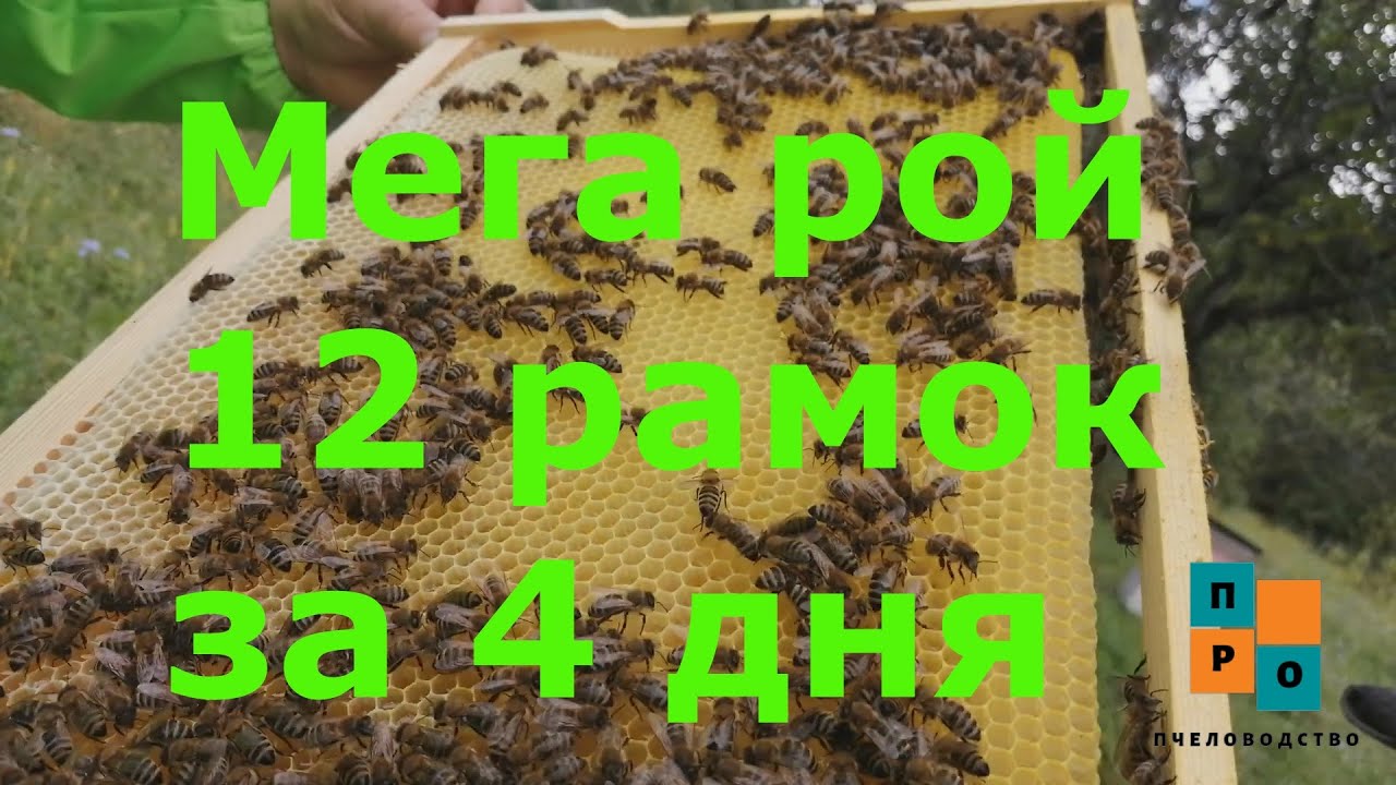 Мега рой, 4 дня и12 рамок отстроены.