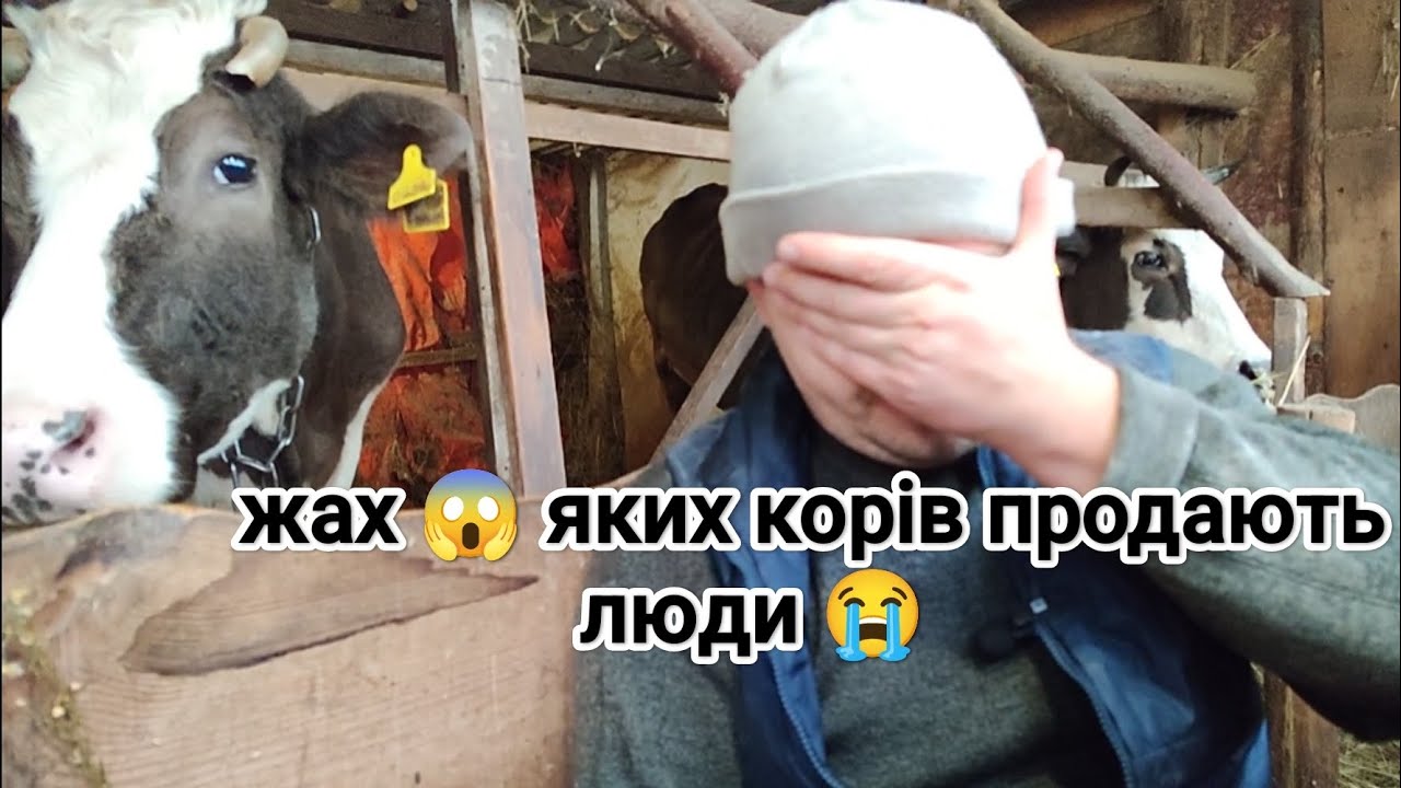 ‼️Жах😱 яких корів продають люди 😭 Шукаємо Нетель 🐮🥛в чому важкість тримання поросят 🐷⁉️