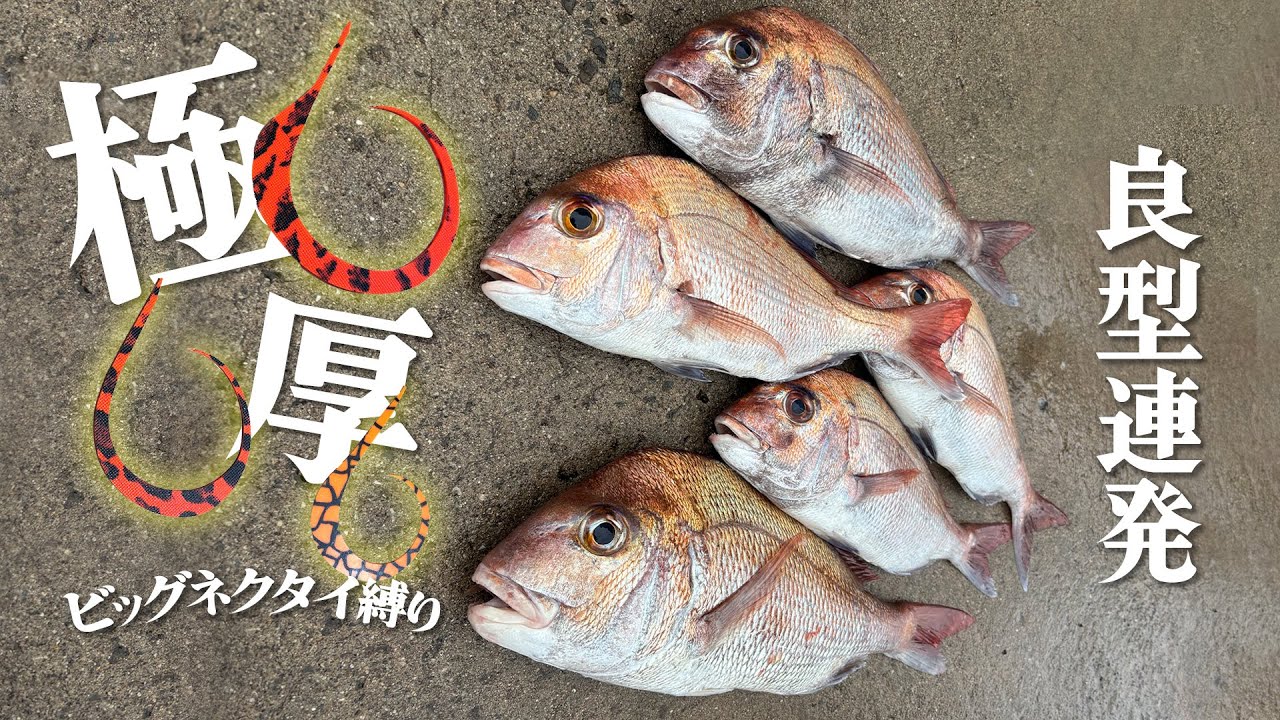 抜群の集魚力！ビッグネクタイ縛りの紀北タイラバ【加太・友ヶ島】