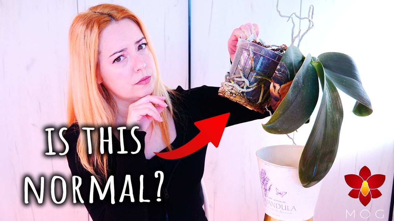 Orchid roots growing out of the pot! 😱 What to do?  🤷‍♀️ - Orchid Care for Beginners