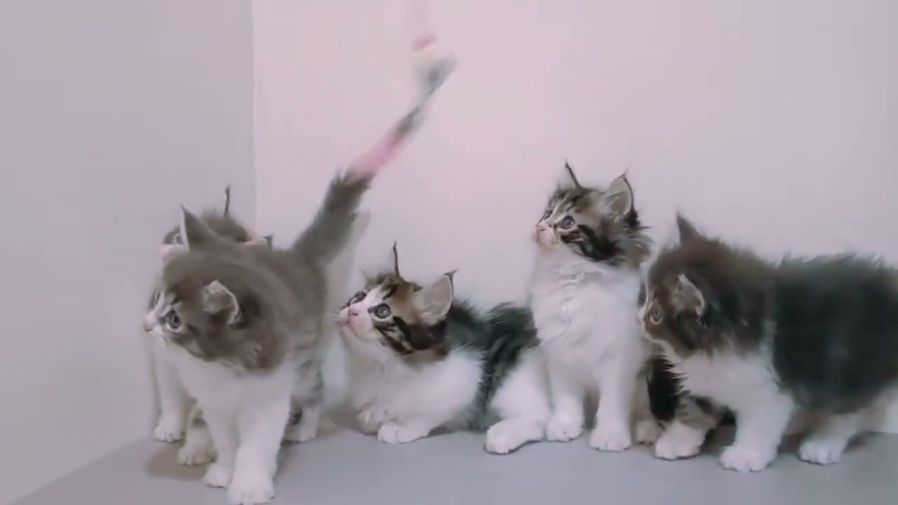 "Meow Madness" 🙀😻
