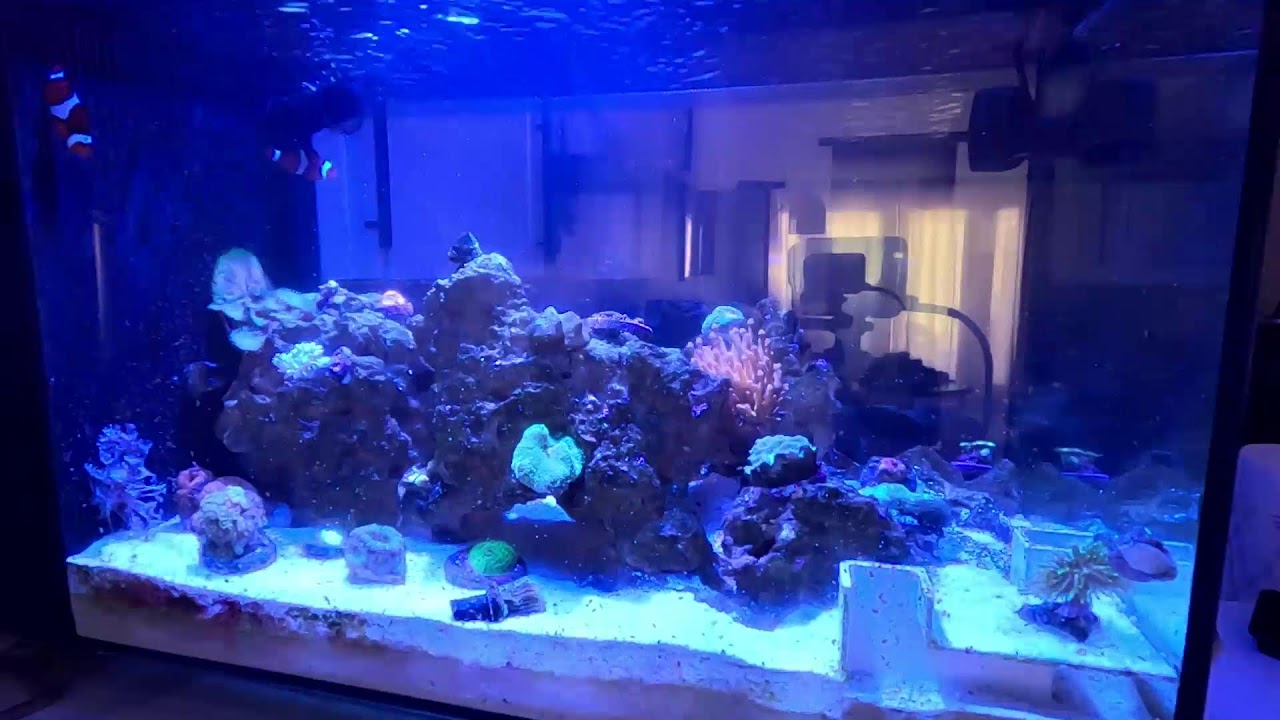 Nano Reef Tank Live Stream