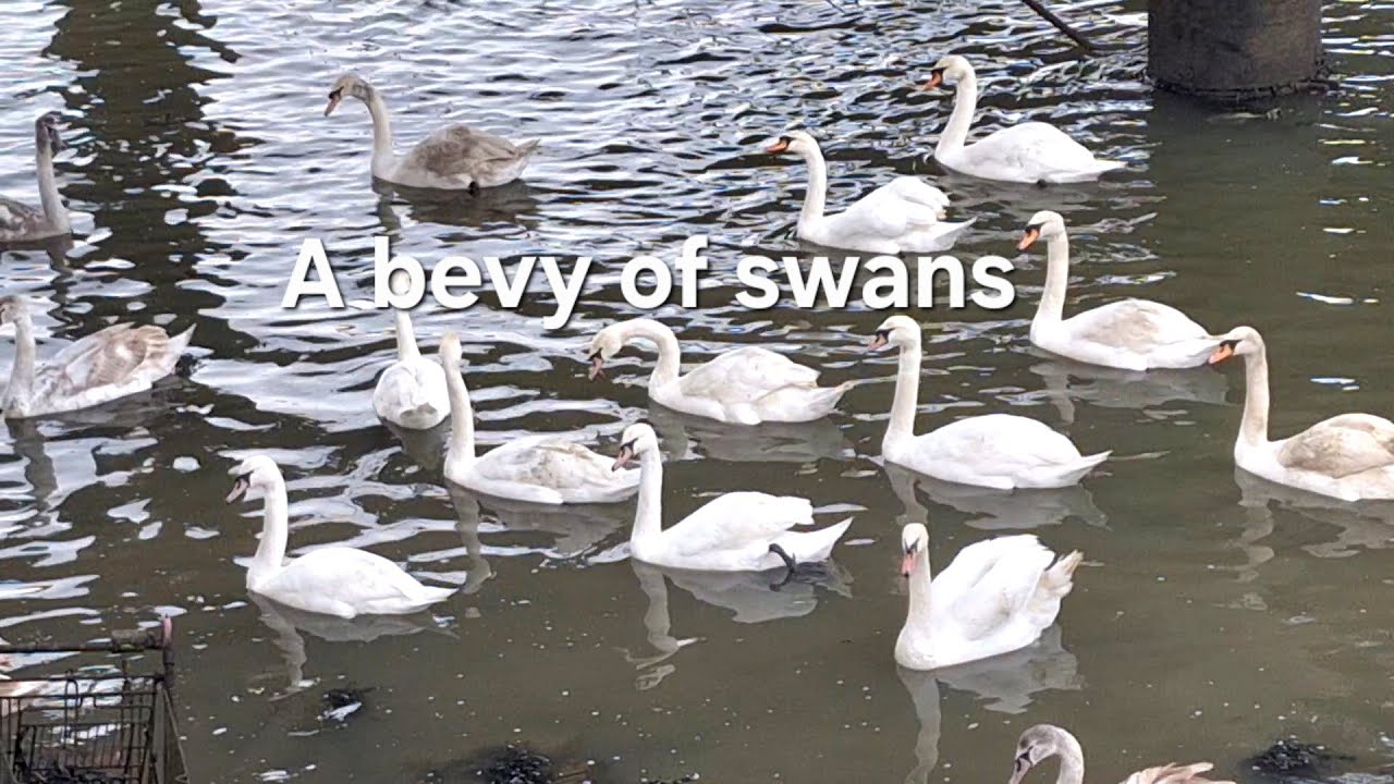 Young Swans of the River | Where They Grow, Pair Up & Begin Their Journey