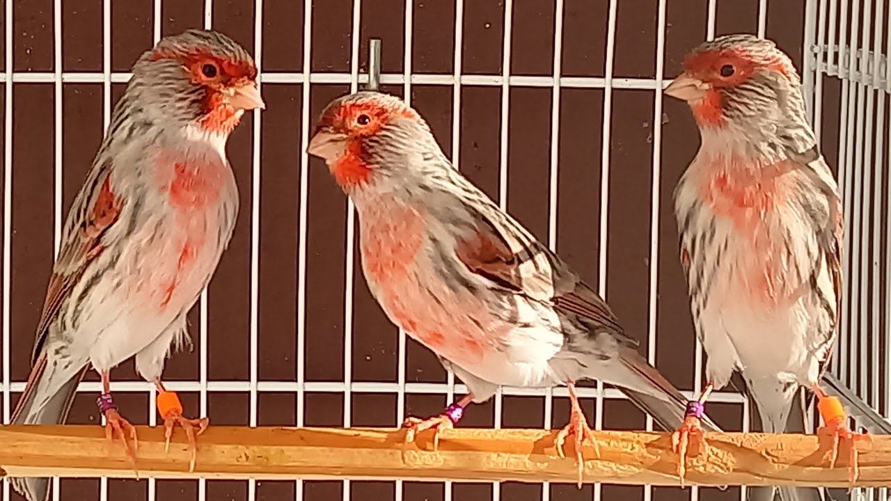 ÁGATA VERMELHO MOSAICO SEPARADO PARA O CAMPEONATO 2022