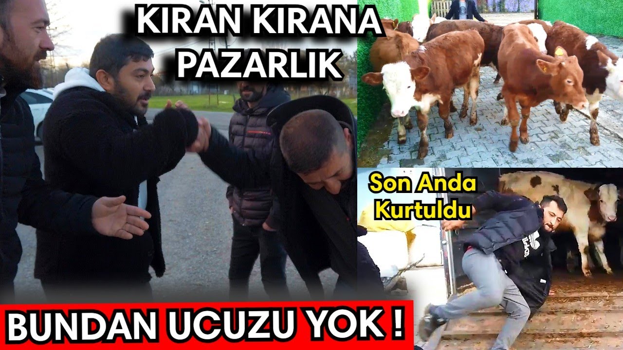 Türkiye'nin En Ucuz Buzağıları ve Ağrı'ya Hayvan Nakliyesi