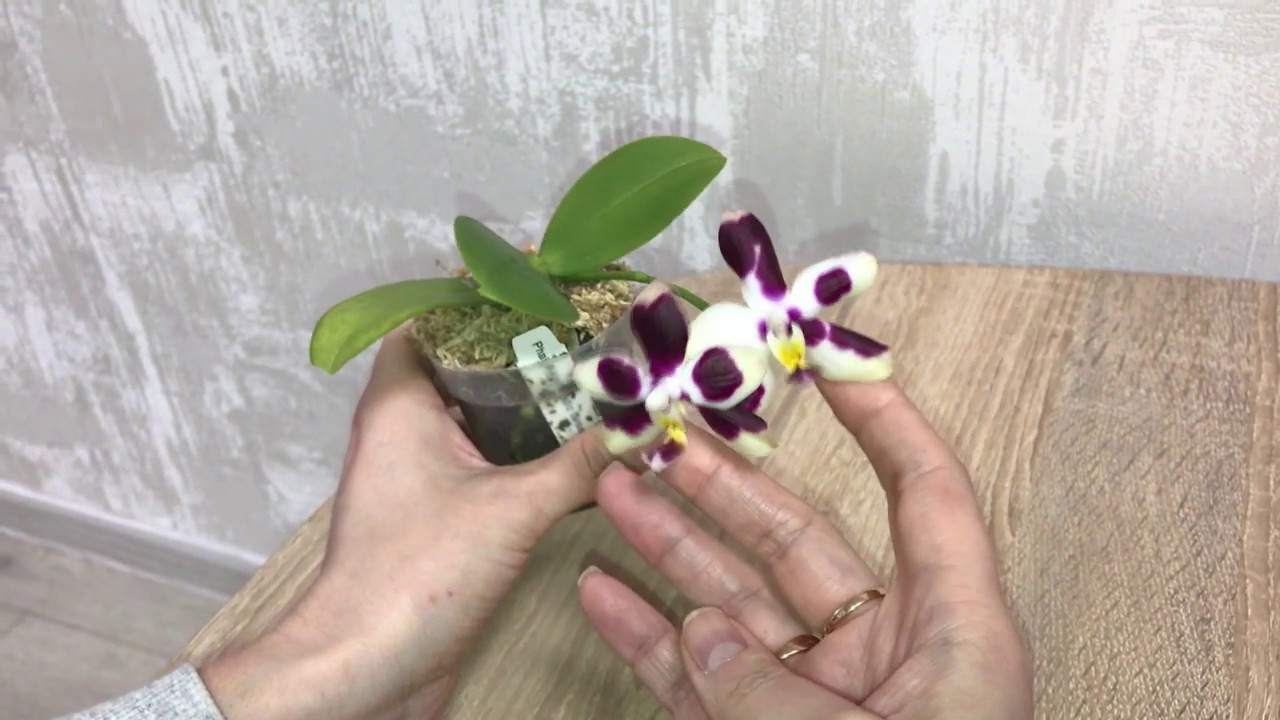 Обзор цветущего Phalaenopsis FANGtastic Green Envy