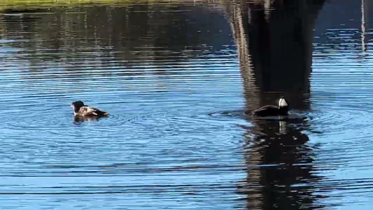 Male Hooded Merganser has Black & White Crest & Bathes in Pond with Female on E/W Broadway Street! 