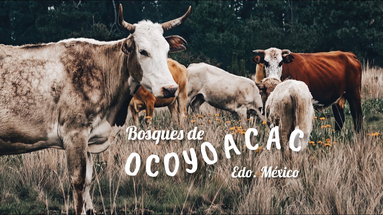 ¿Sabías que hay una cascada escondida en Ocoyoacac? | Dragón Rojo motovlog