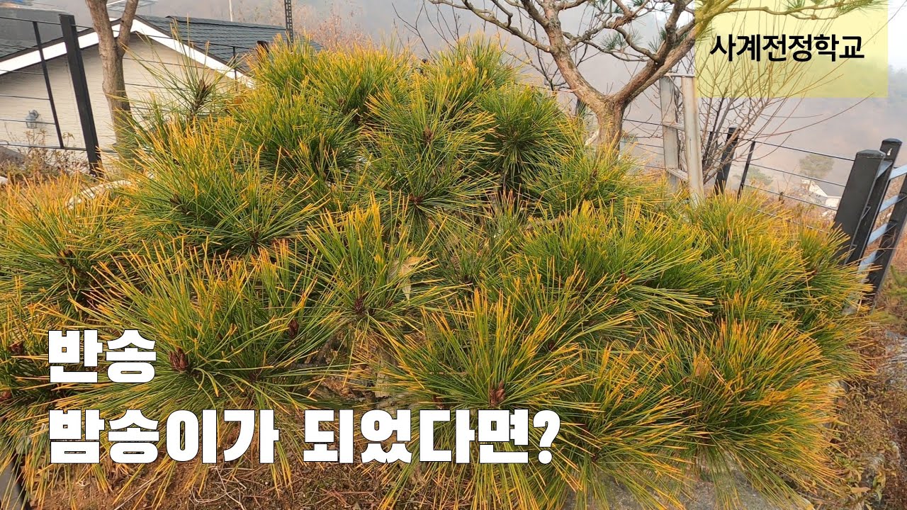 반송 밤송이가 되었다면? #159사계전정학교  23 12 11