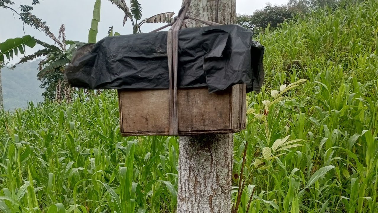 Pengecekan tempat lebah madu