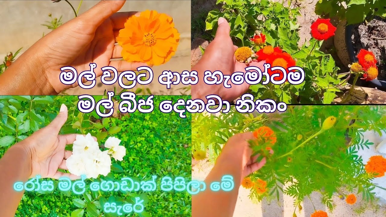 මල් වලට ආස අයට මල් බීජ නොමිලේ දෙනවා 🌸#srilanka 🇱🇰 #Garden vlog
