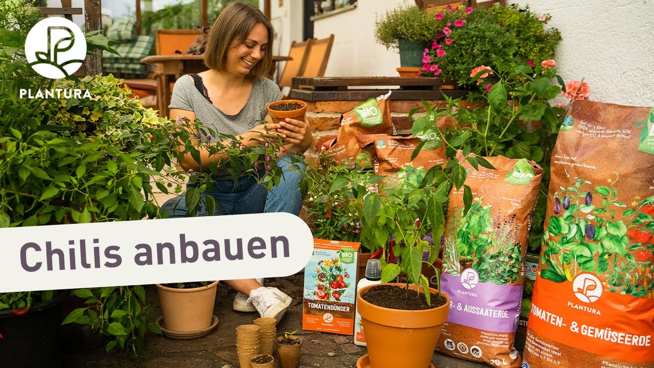 Chili anbauen: 5 Tipps f&uuml;r Anf&auml;nger