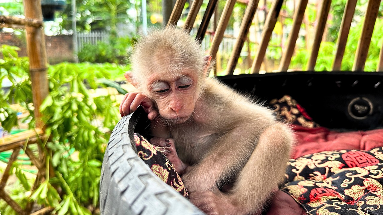 Even While Sleeping, Baby Monkey Kaki’s Cuteness Captivates Everyone