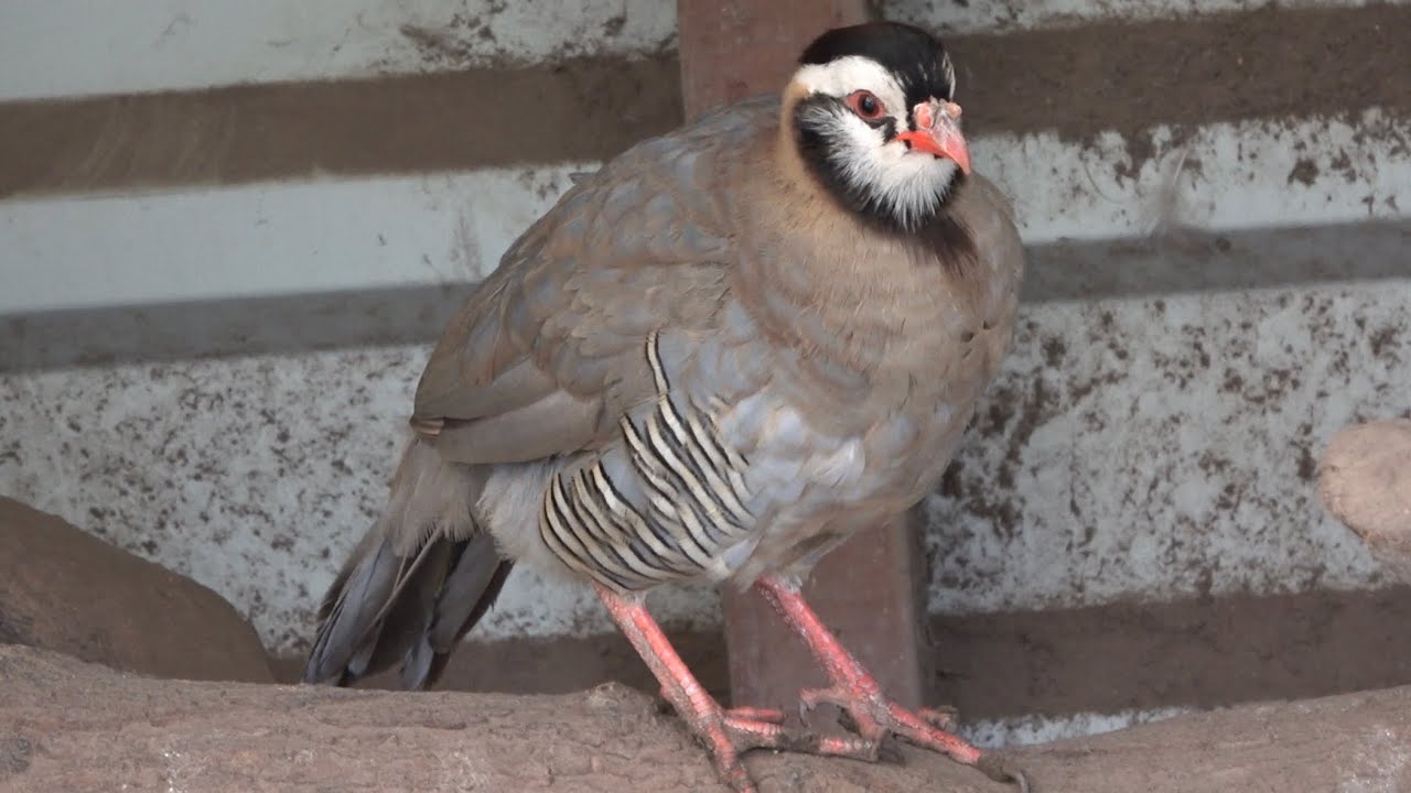 Arabian Partridge
