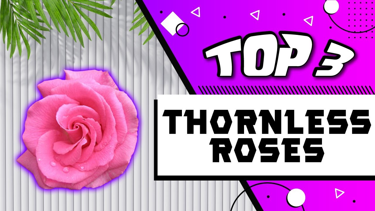 Thornless Roses