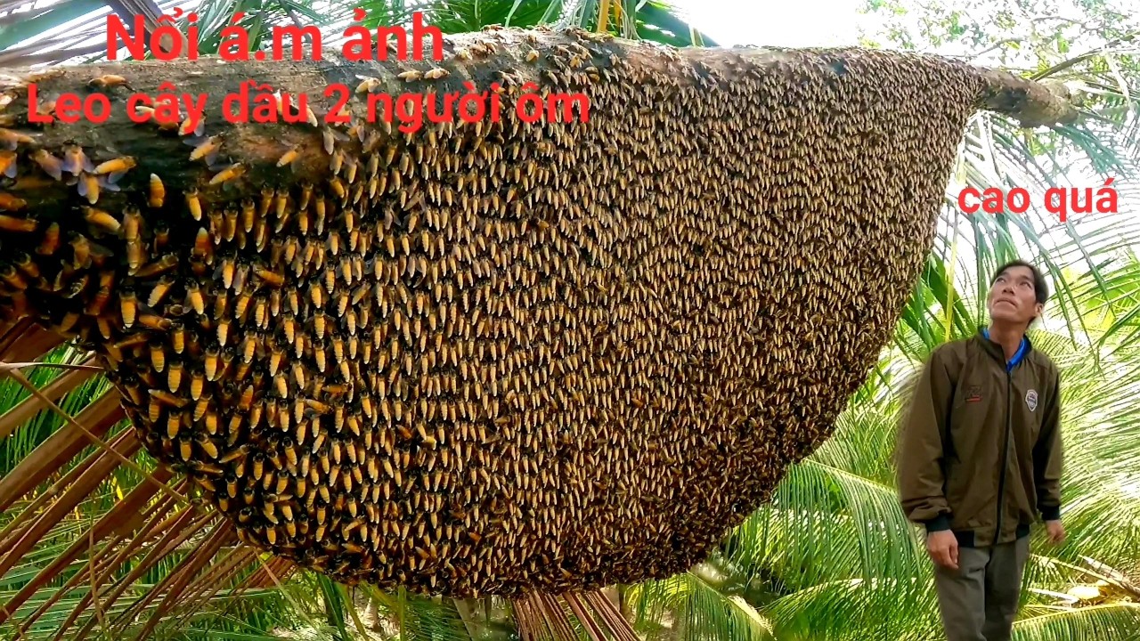 Liều mình Bắt ba tổ ong tổ nào cũng đống toàn trên cây khủng lên tới ngọn được mà mà còn rất rung