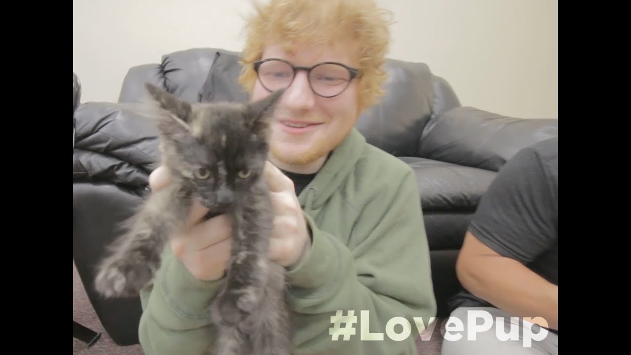 Ed Sheeran Plays W/ Kittens...Talks Game of Thrones, Jamie Foxx and Howard Stern